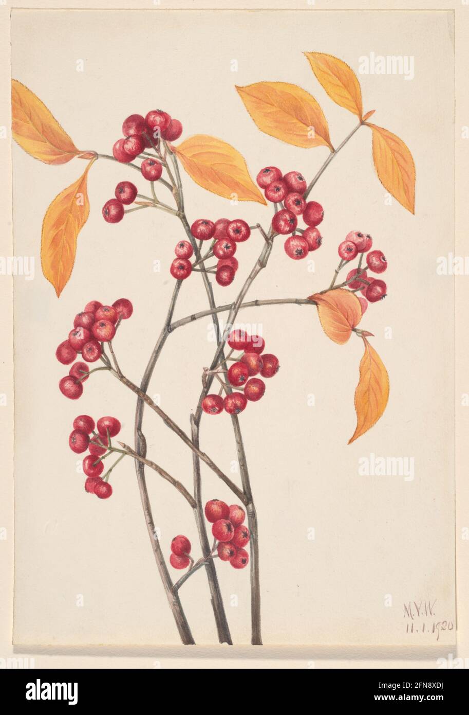 Red Chokeberry (Aronia arbutifolia), 1920. Stock Photo