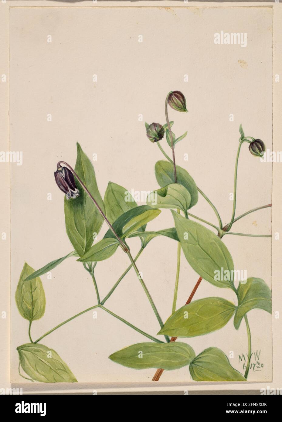 Leather Flower (Clematis viorna), 1920. Stock Photo