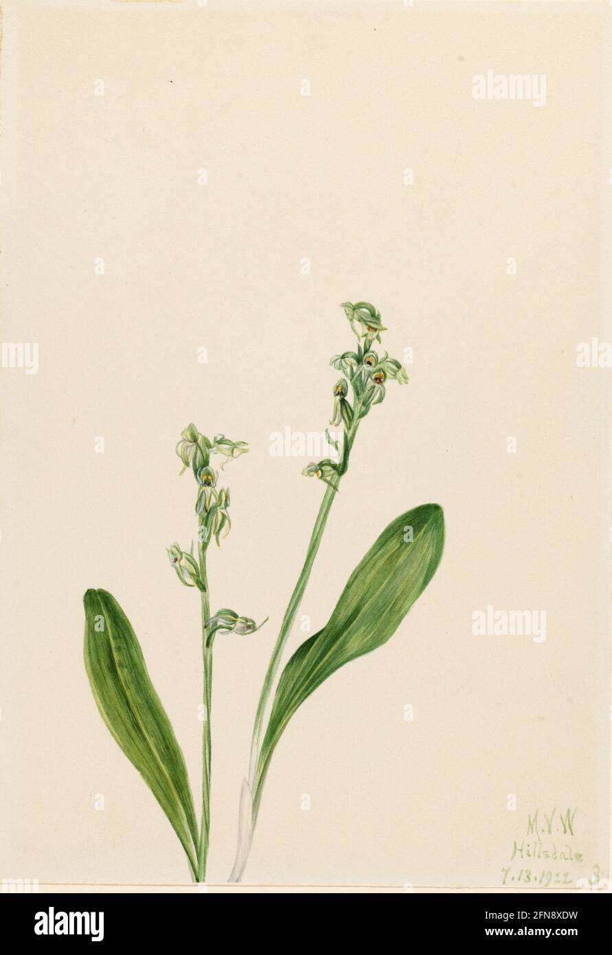 One-Leaf-Bog-Orchid (Habenaria obtusata), 1922. Stock Photo