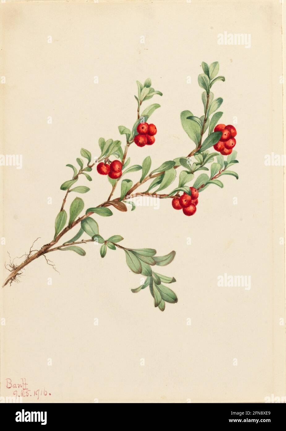 Bearberry (Arctostaphylos uva-ursi), 1916. Stock Photo