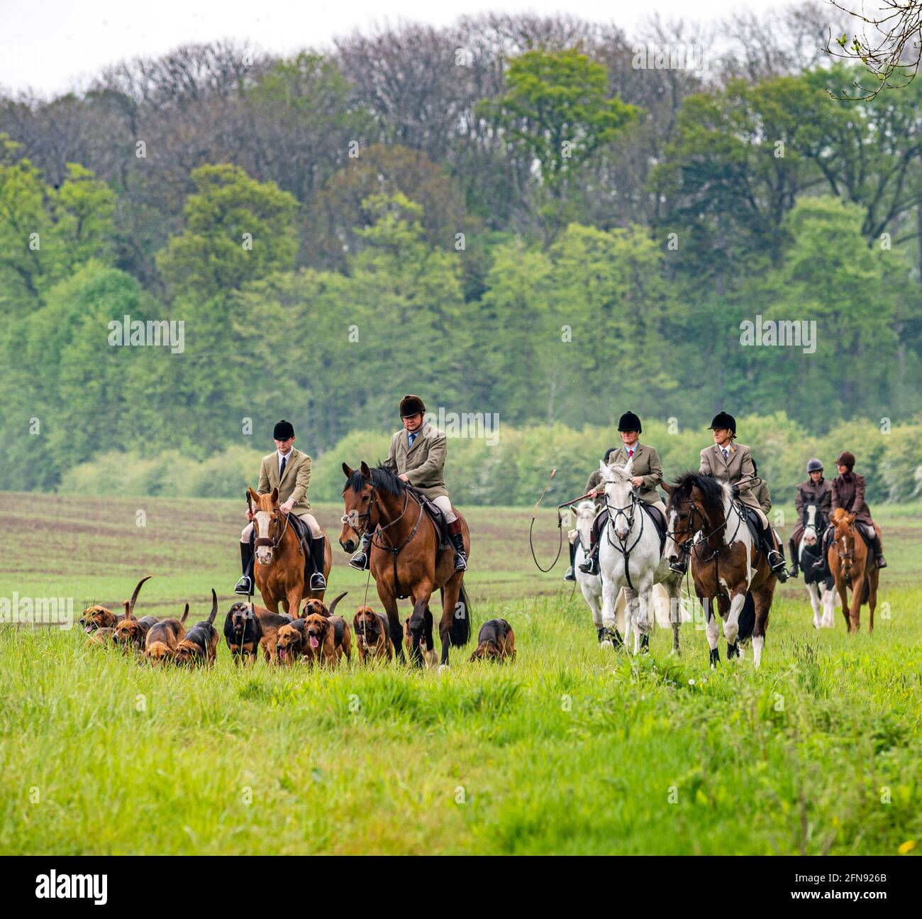 Sleaford, Lincolnshire, UK. 15th May 2021. The last meet of the season for the Cranwell Bloodhounds was a hound exercise ride, led by Joint Master Wendy Broughton MH and the Huntsman Frank Goddard as they and their followers were dodging showers.  Credit: Matt Limb OBE/Alamy Live News Stock Photo