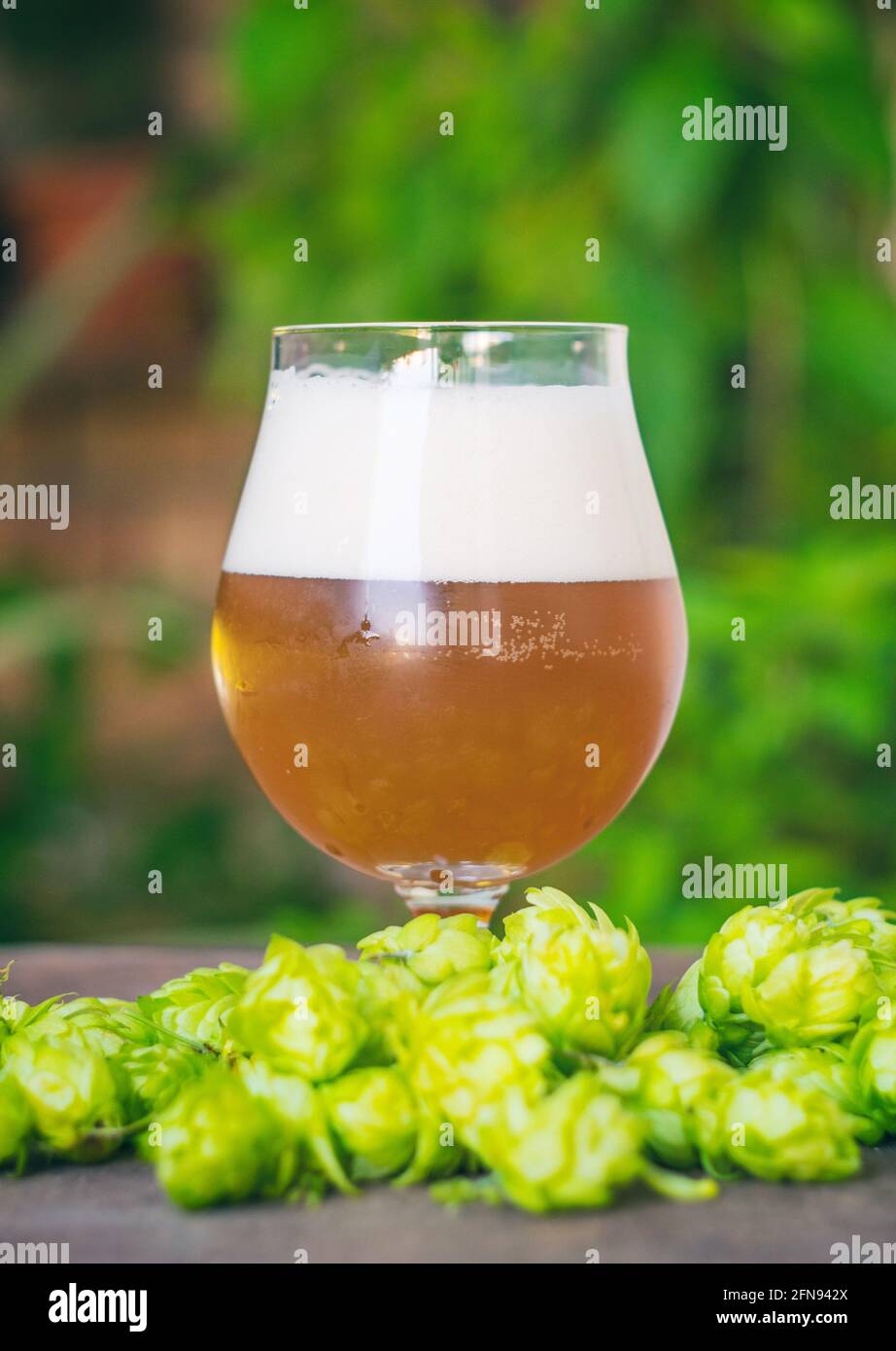 Home brewed beer Stock Photo Alamy