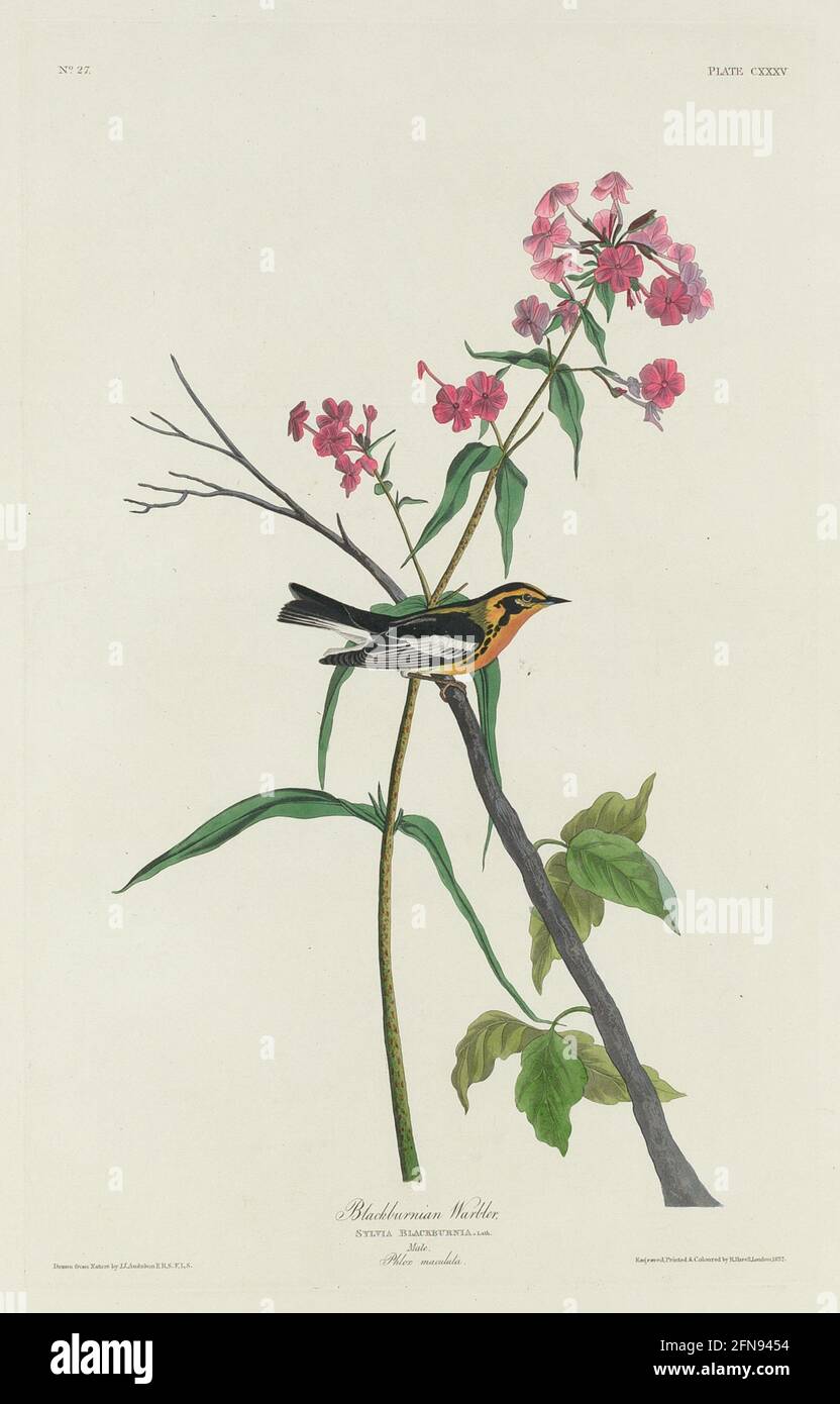 Blackburnian Warbler, 1832. Stock Photo