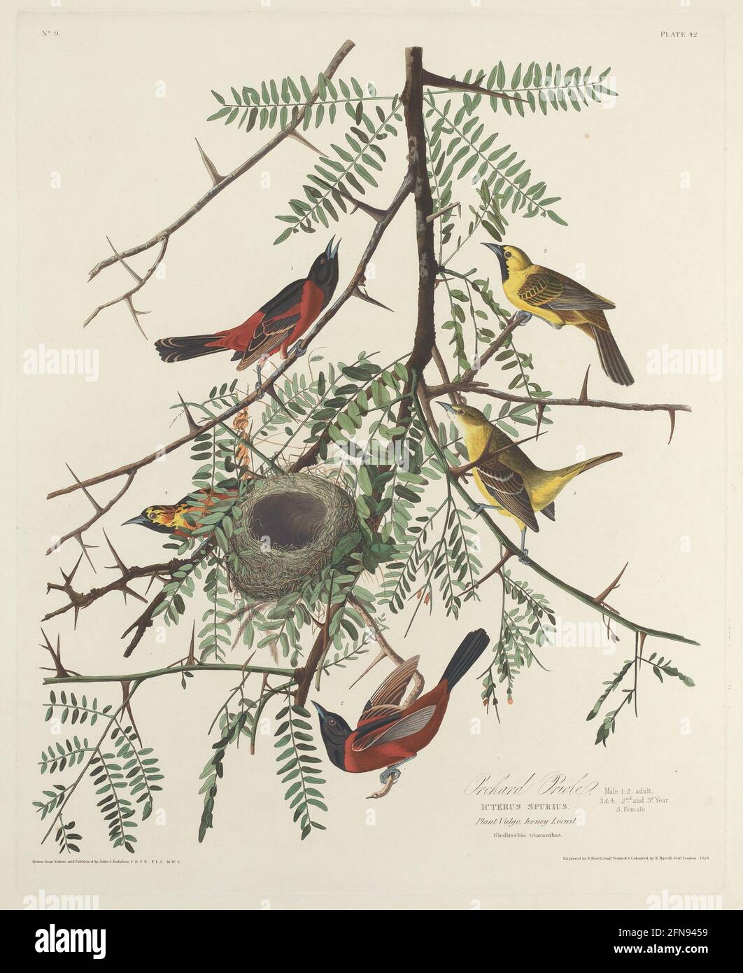 Orchard Oriole, 1828. Stock Photo