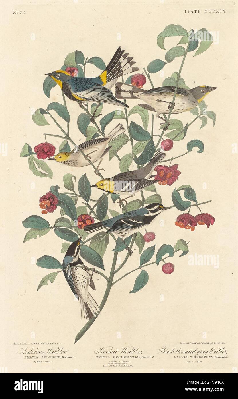 Audubon's Warbler, Hermit Warbler and Black-throated Gray Warbler, 1837. Stock Photo