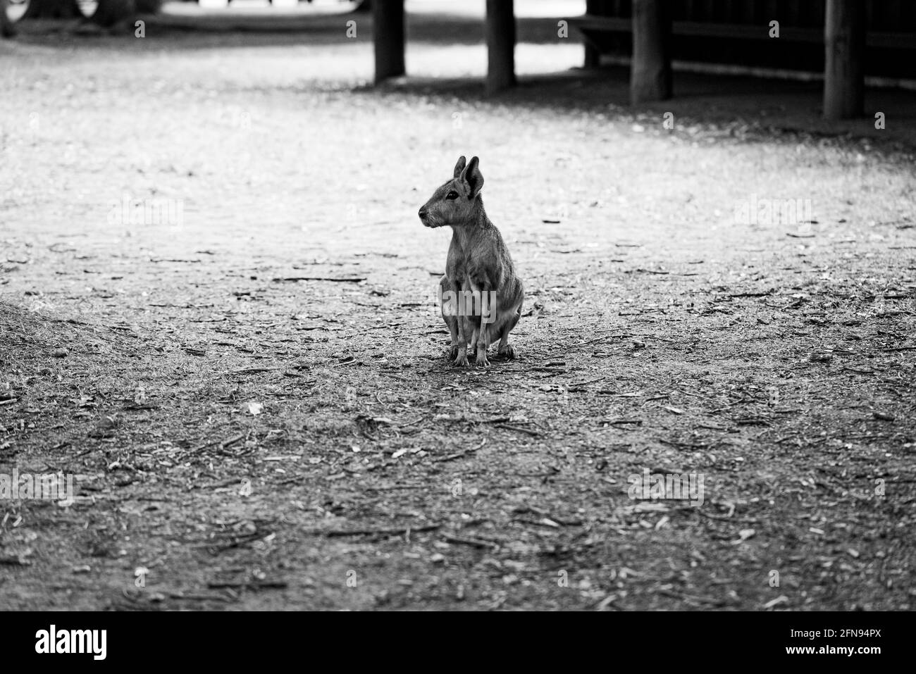 Zoo Black and White Stock Photos & Images - Alamy