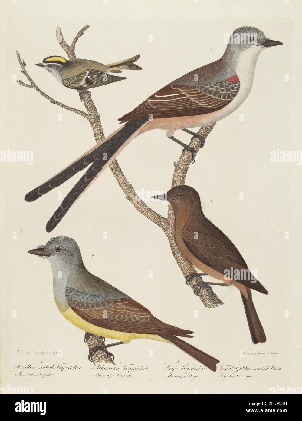 Swallow-tailed Flycatcher, Arkansas Flycatcher, Say's Flycatcher, and Female Golden-crested Wren. Stock Photo