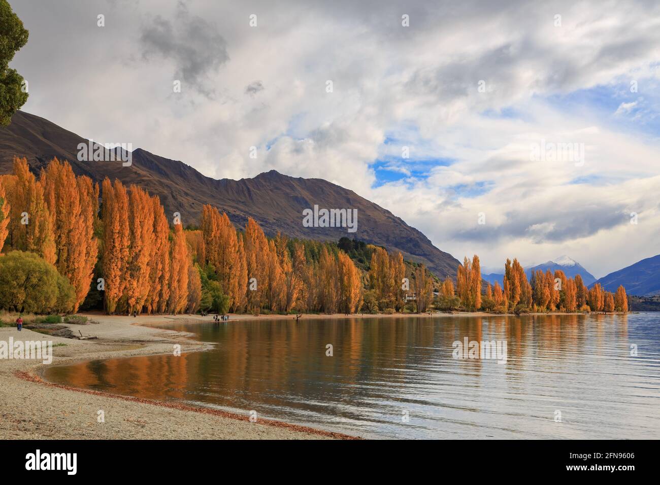 Lake Wanaka, New Zealand, in autumn. The shore of the lake is surrounded by poplars with bright fall foliage Stock Photo