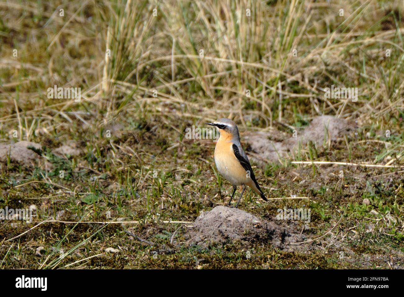 Northern Wheatear, Oenanthe oenanthe leucorhoa-male, in dunes between marram grass, migrating through the netherlands to recuperate. 23-4-21 Ameland Stock Photo