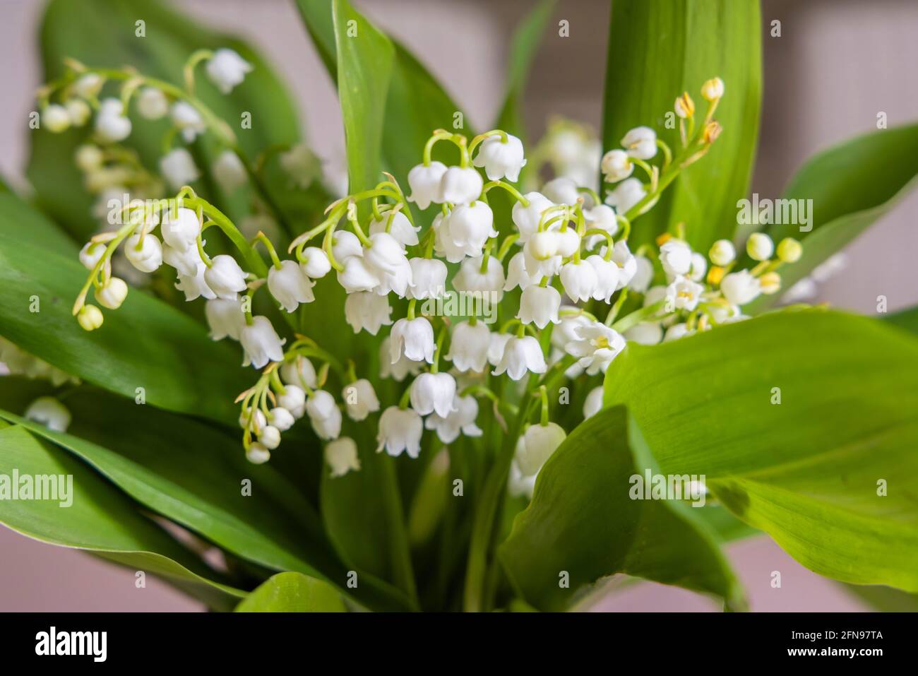 A flower arrangement of delicate, fragrant bell-shaped lily of the valley (Convallaria majalis) in spring from a garden in Surrey, south-east England Stock Photo