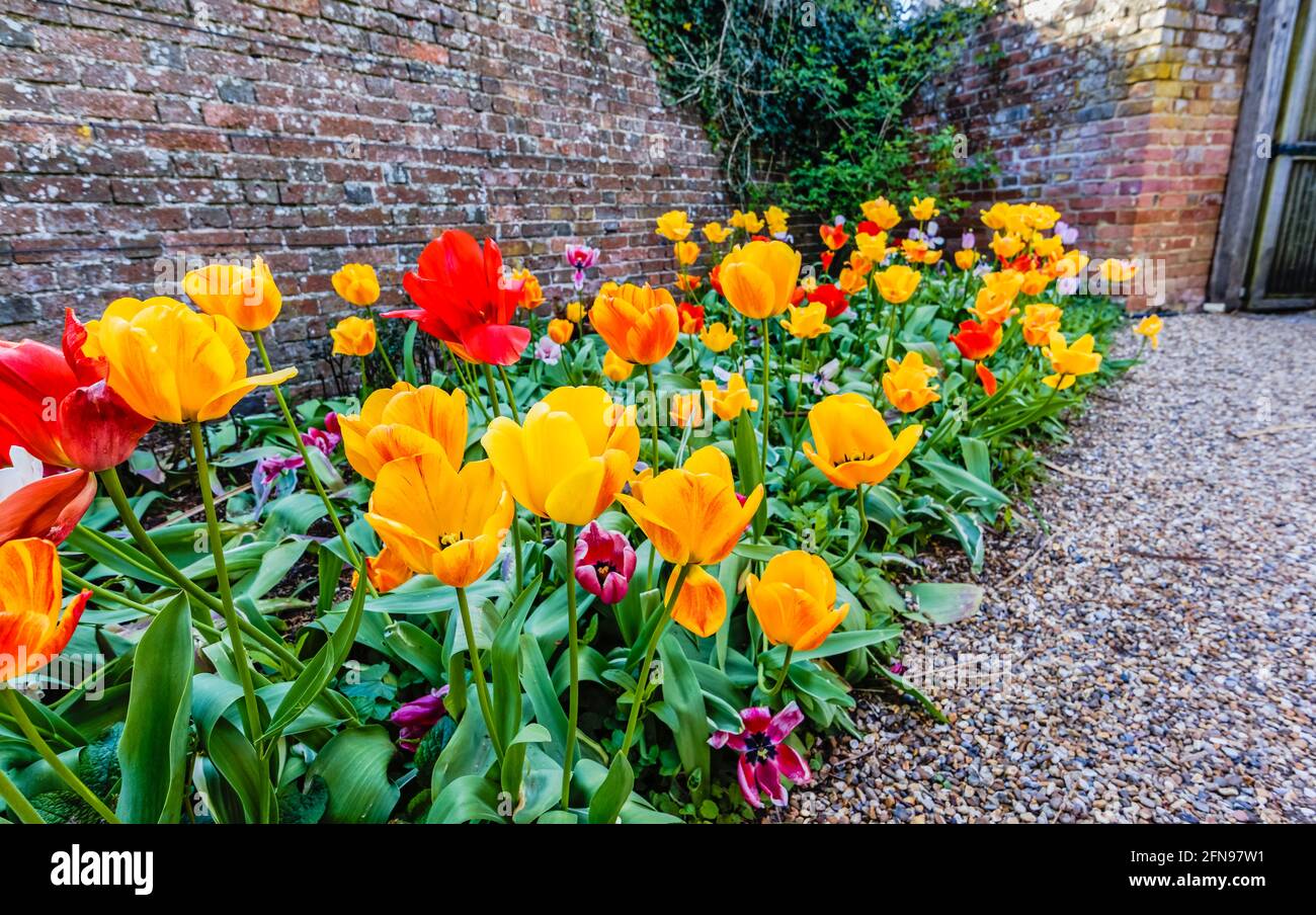 Border of colourful mixed tulips flowering at the Spring Tulip Festival