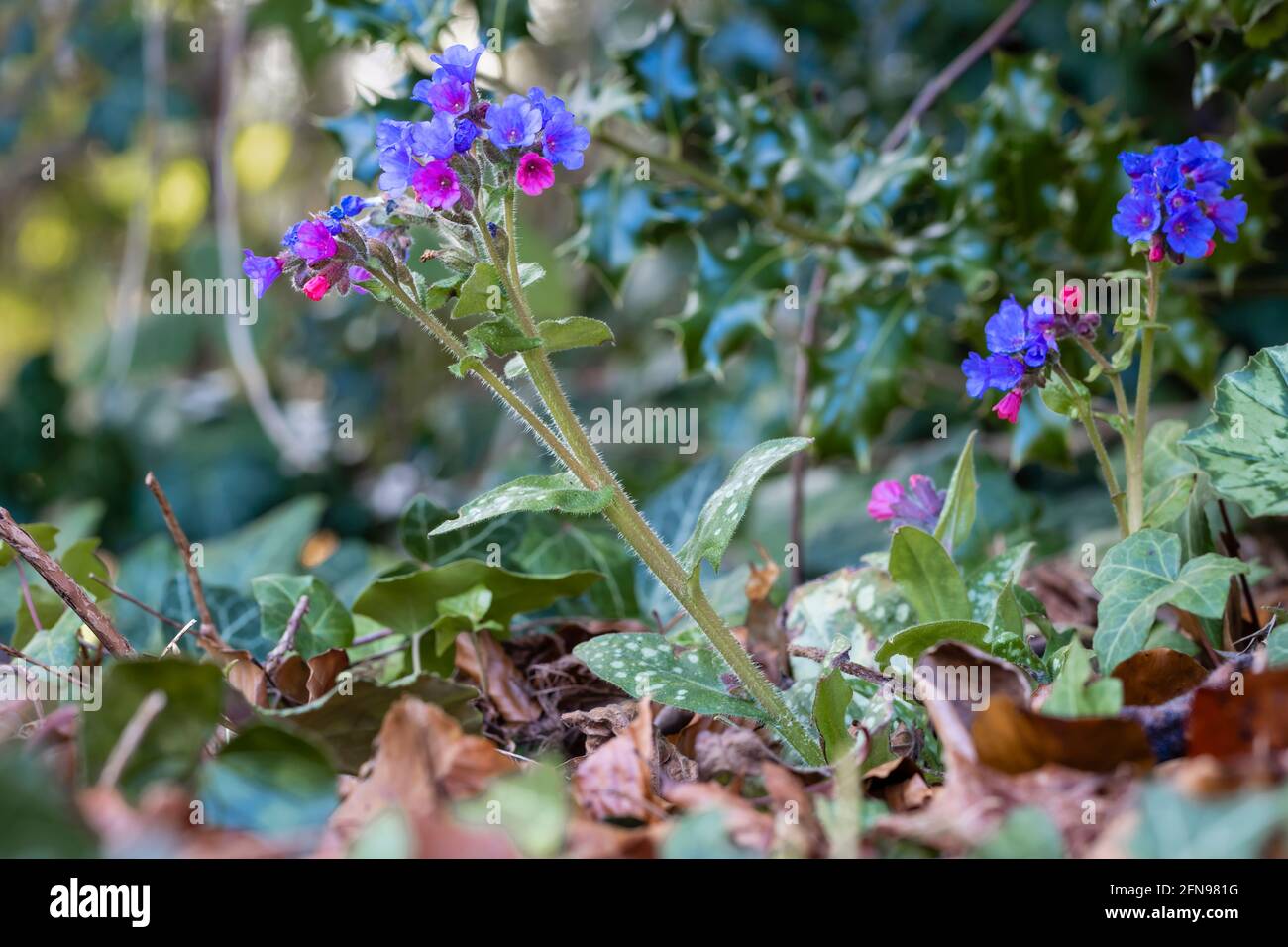 Blue and purple Pulmonaria officinalis (lungwort) with typical spotted leaves, in flower in spring growing in a garden in Surrey, south-east England Stock Photo