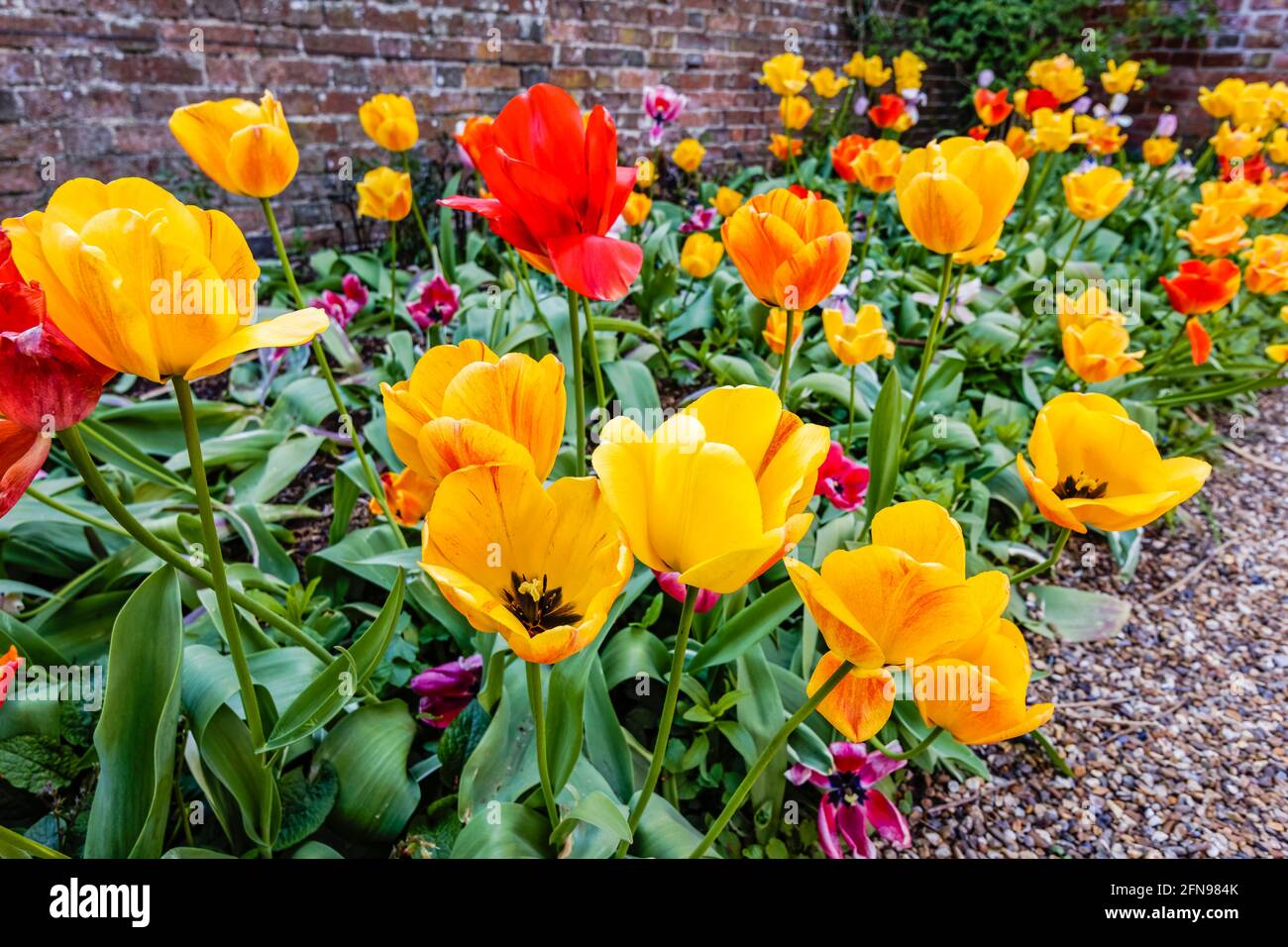 Border of colourful mixed tulips flowering at the Spring Tulip Festival