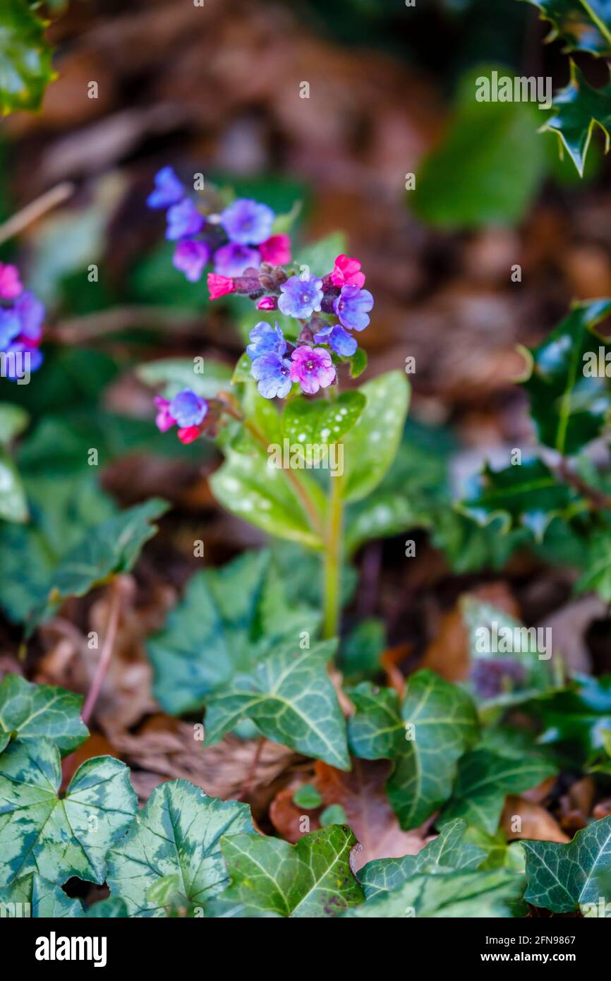 Blue and purple Pulmonaria officinalis (lungwort) with typical spotted leaves, in flower in spring in Surrey, south-east England Stock Photo