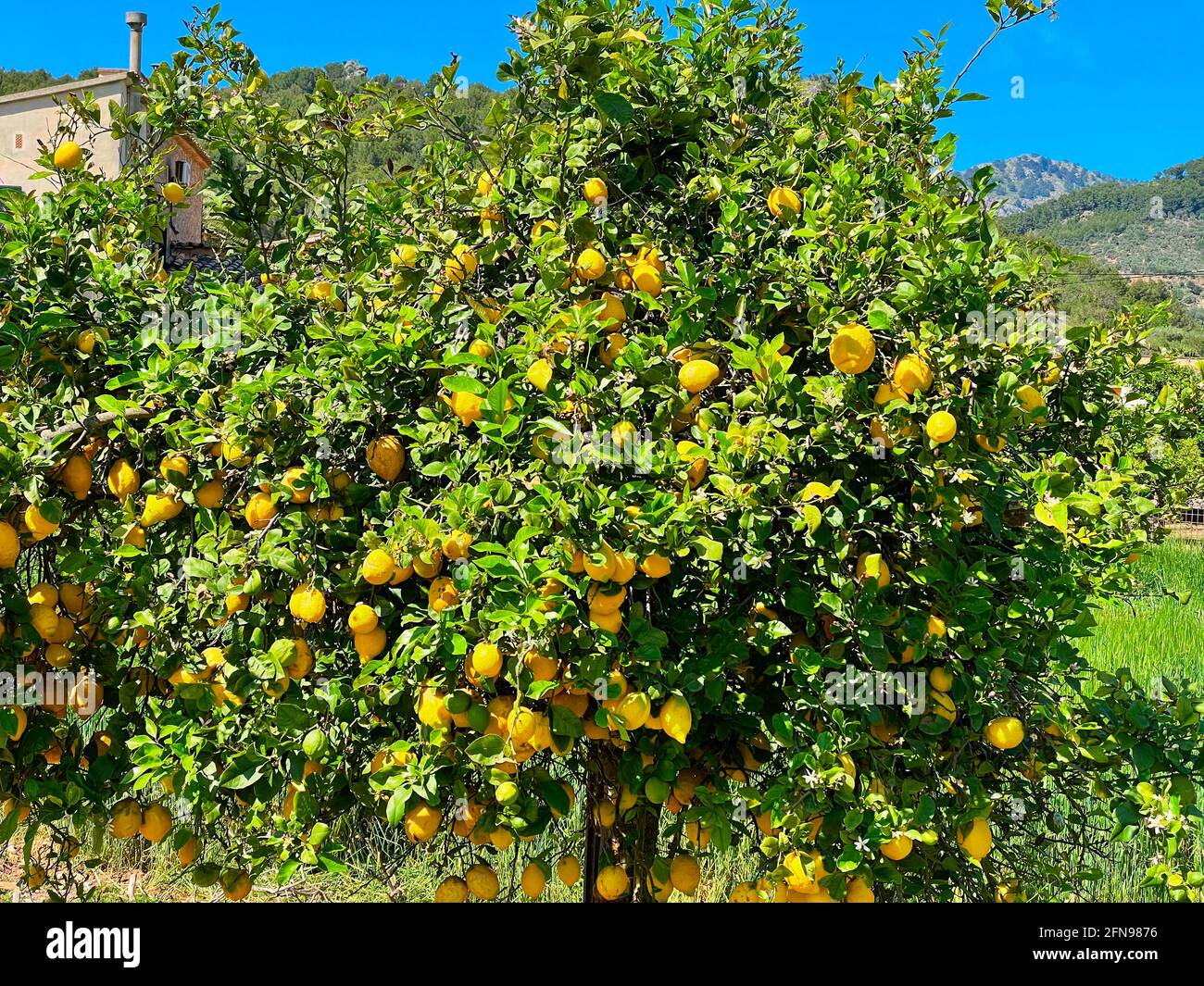 Lemon tree in fruit garden Stock Photo - Alamy