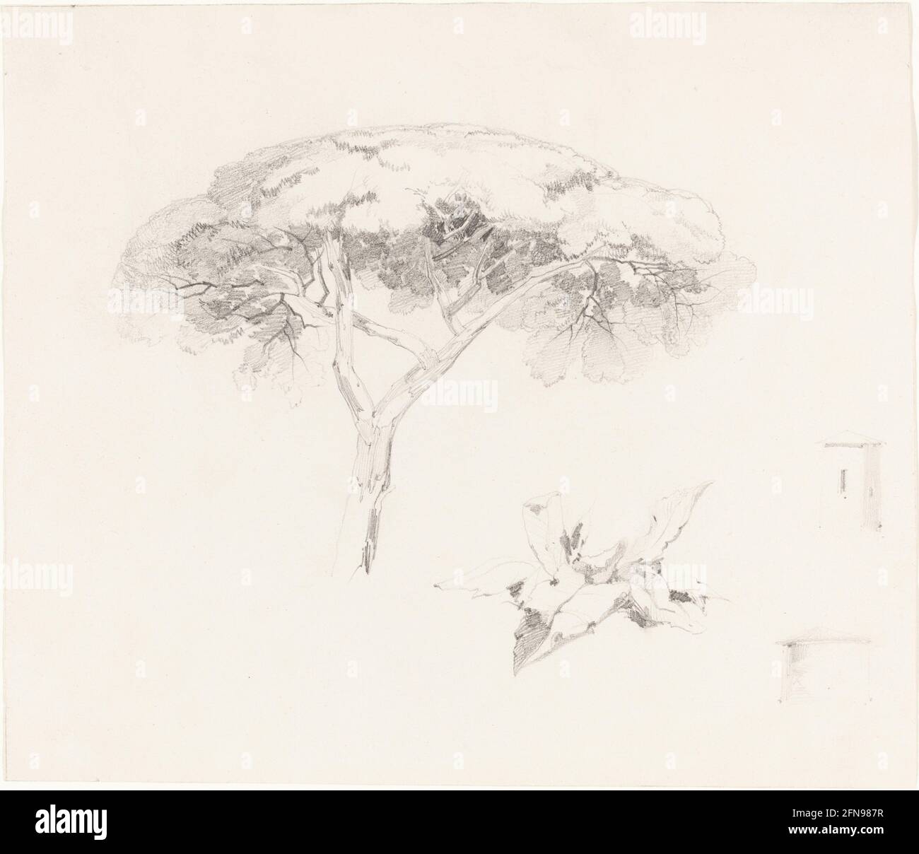 Umbrella Pine and Other Studies, 1839/1845. Stock Photo