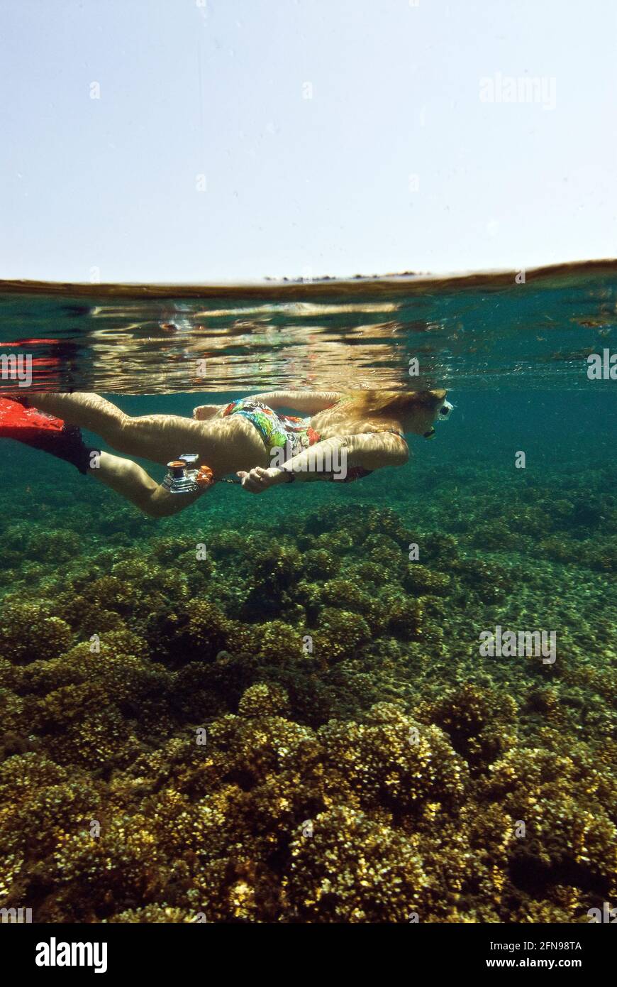 Over-under photo of snorkeler in shallow lagoon carpeted with hard corals, Coiba Marine Park, Panama Stock Photo