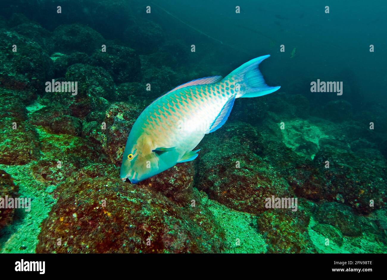 Bluebarred parrotfish (Scarus ghobban), Coiba Marine Park, Panama Stock Photo