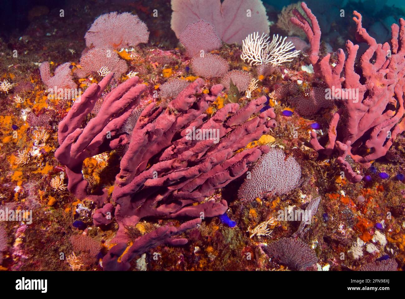 Conglomerate of Red Sea fans and sponges, Coiba Marine Park, Panama Stock Photo
