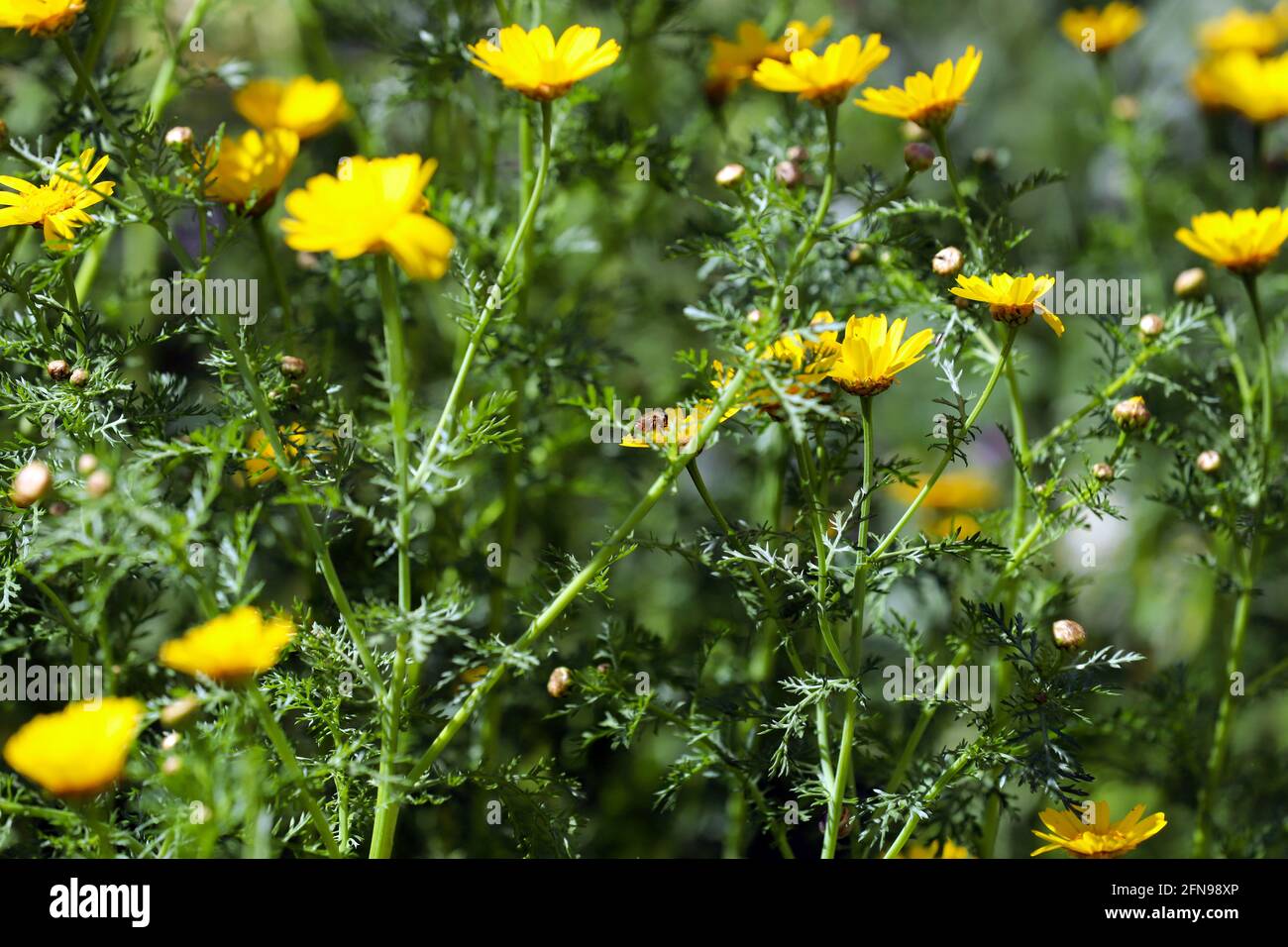 Beautiful daisies on a field in green grass in spring Stock Photo