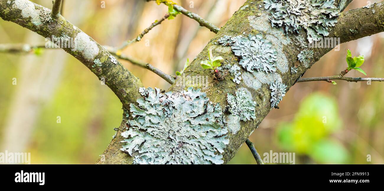 Lichen Parmelia sulcata on tree bark with young green spring shoots Stock Photo
