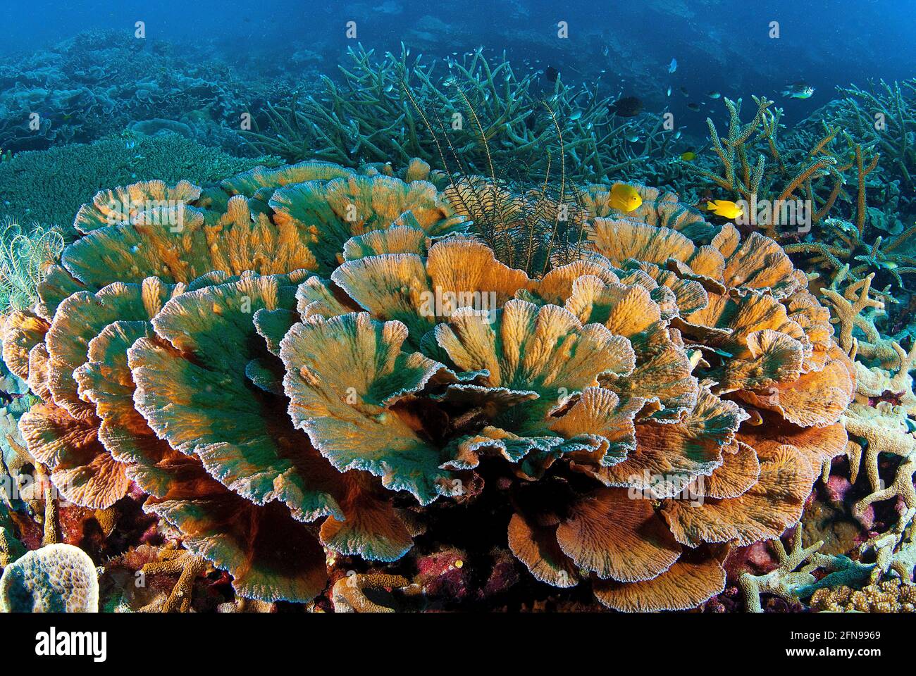 Lettuce and staghorn corals, Solomon Islands Stock Photo