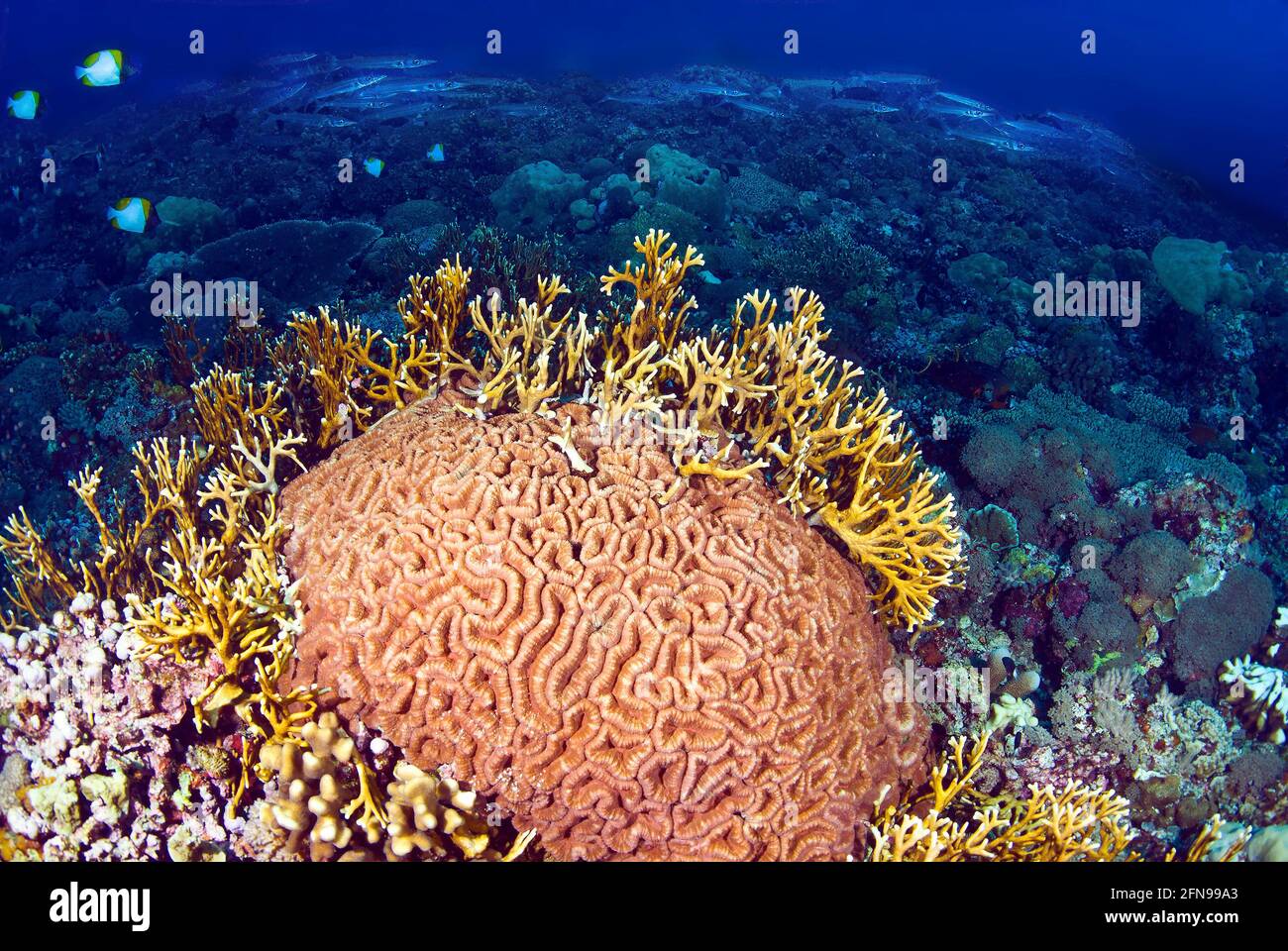 Brain coral and fire coral, school of bigeye barracuda (Sphyraena forsteri) beyond Stock Photo
