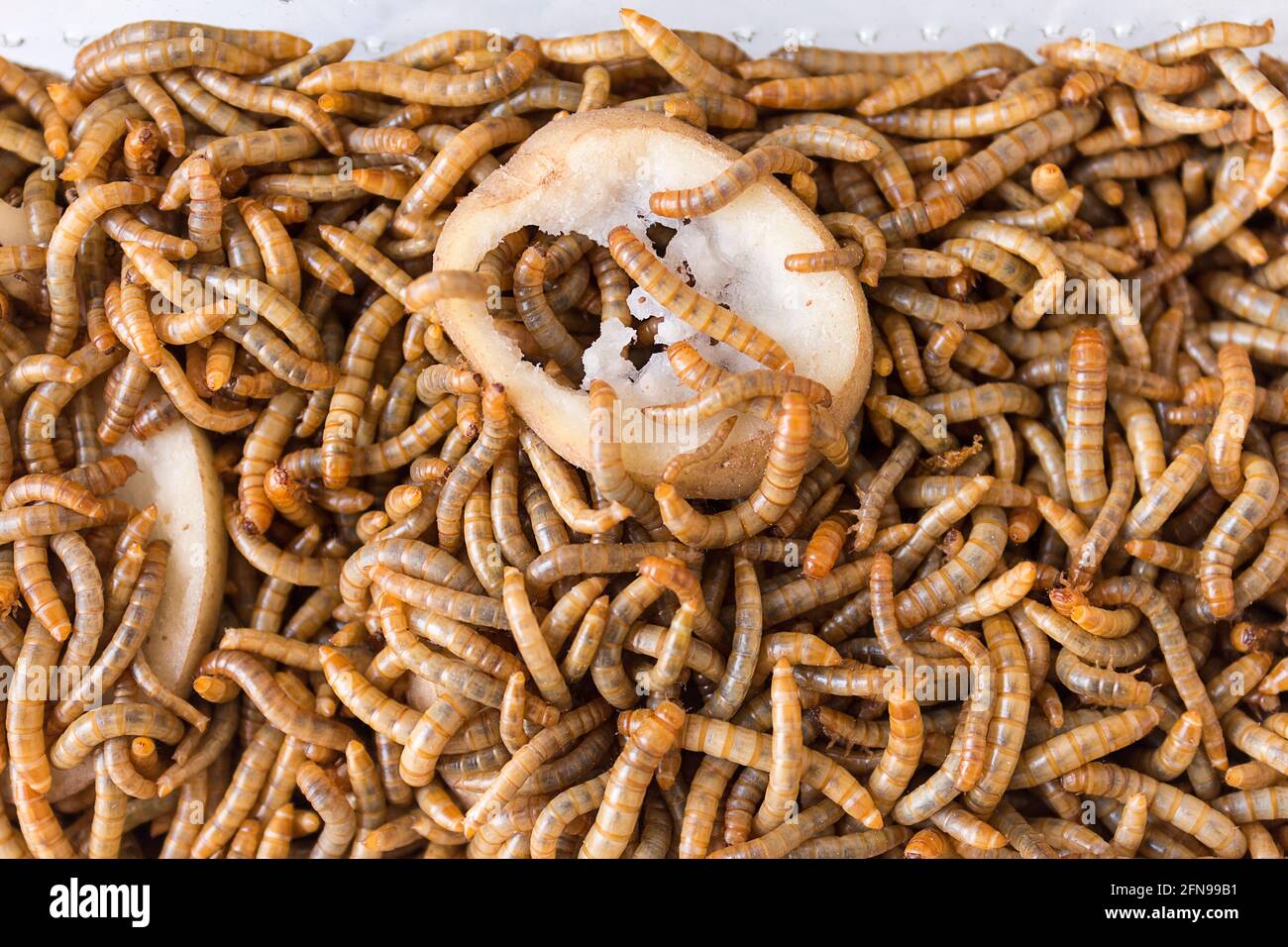 Live Pet Food High Resolution Stock Photography And Images Alamy