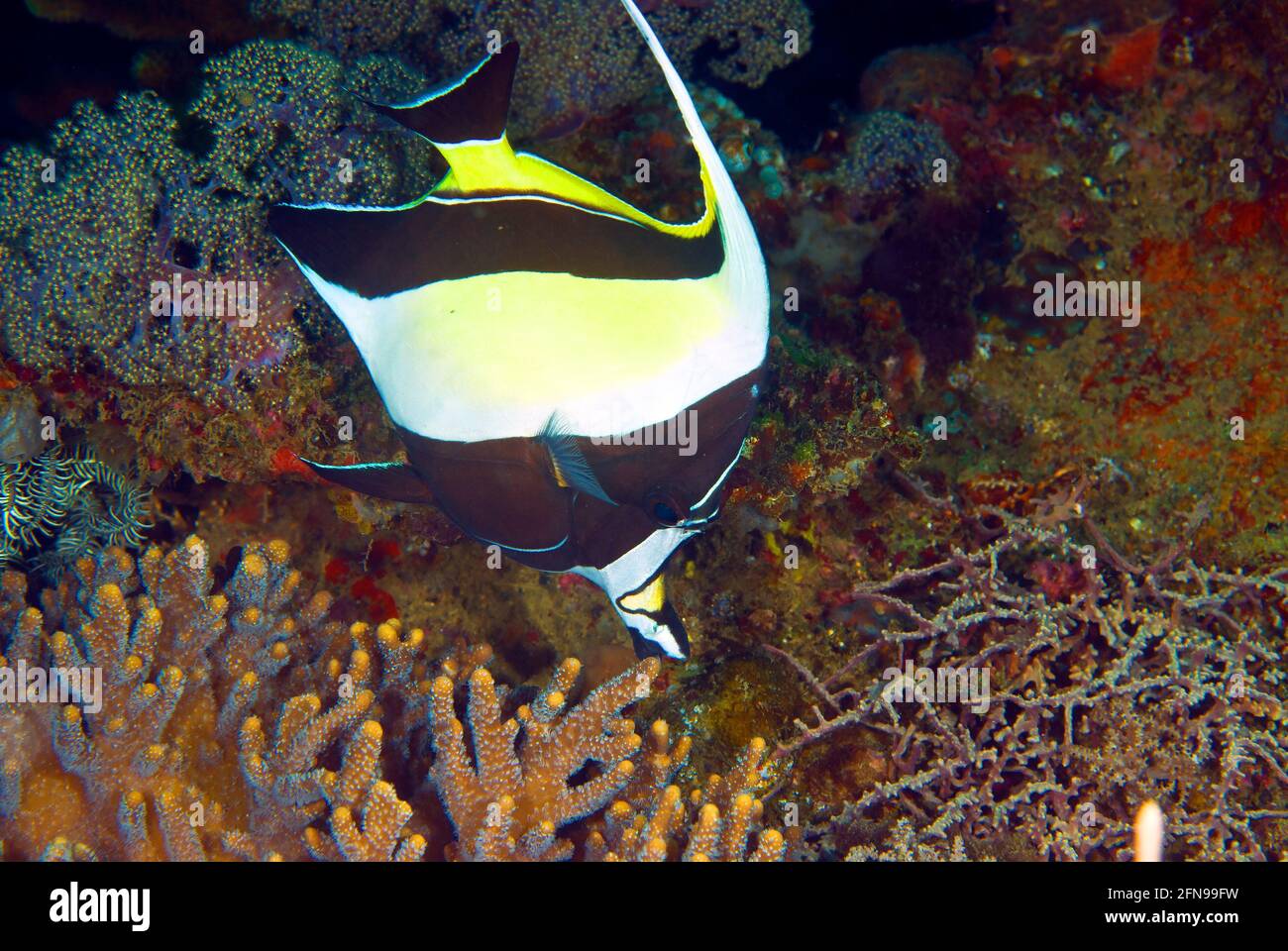Zanclus comutus hi-res stock photography and images - Alamy