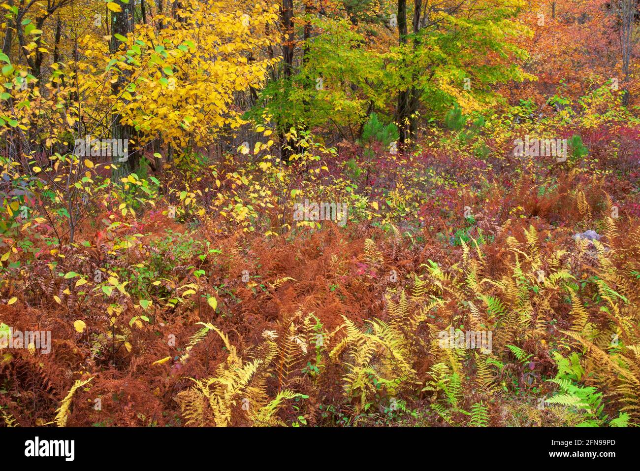 A second grouth hardwood forest in autumn in the Delaware State Forest, Pocono Mountains, Pennsylvania Stock Photo