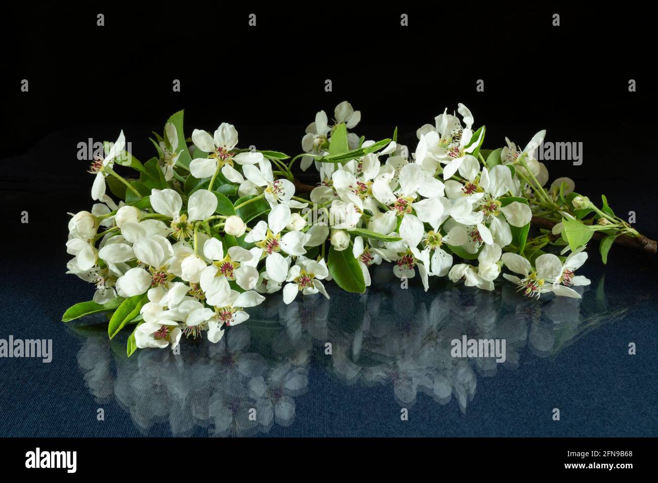 A branch of a blooming pear on the table with a reflection. White flower in spring on black background Stock Photo