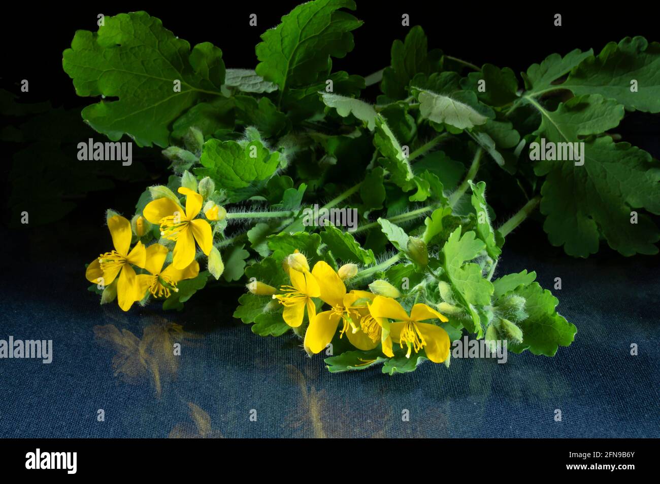 Celandine with a flower and green leaves on a table with a reflection. Spring blooming on a black background Stock Photo