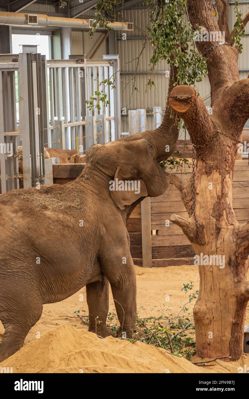 Elephants in the zoo hi-res stock photography and images - Alamy