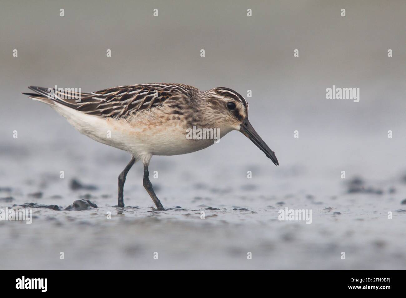 Broad-billed sandpiper searching for food on a pond bed Stock Photo