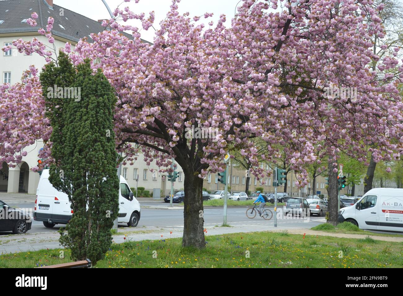 May 2021 - Cherry blossoms at Grazer Platz in Berlin, Germany Stock Photo