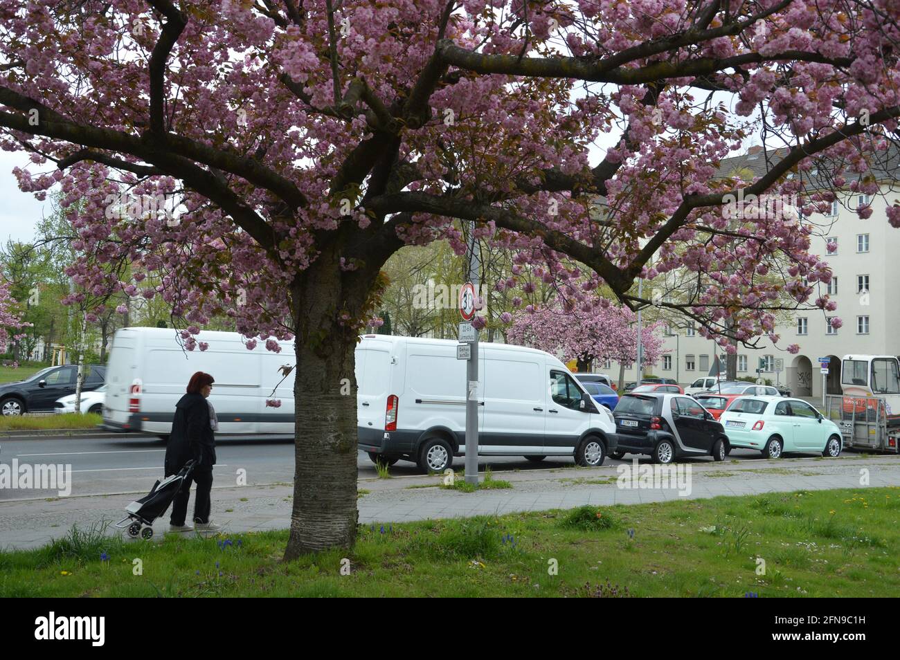 May 2021 - Cherry blossoms at Grazer Platz in Berlin, Germany Stock Photo