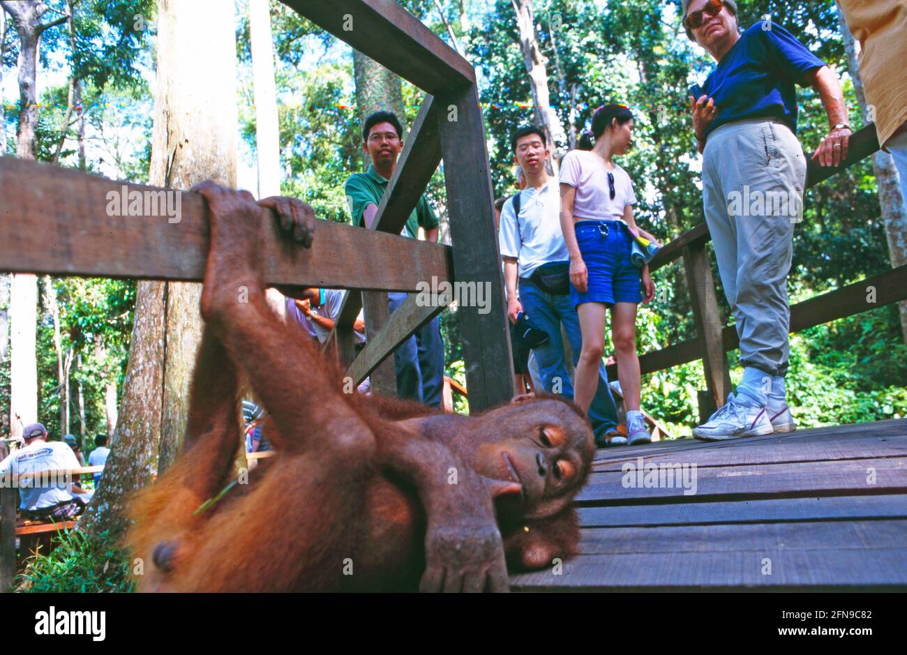 Malysia/Borneo: A handicaped young orang utan at the reha station in Sepilok, Sarawak Stock Photo