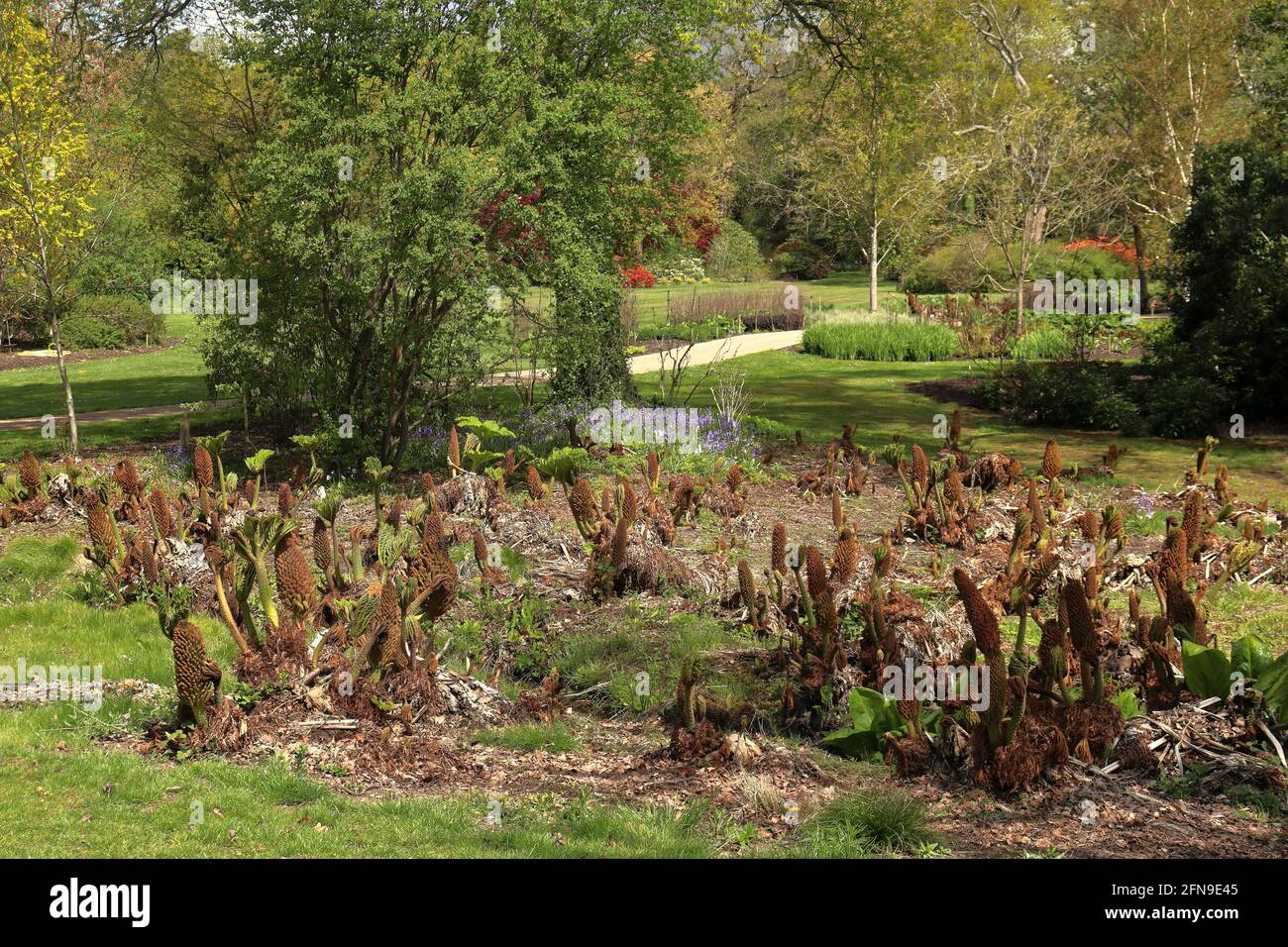 Spring in an English landscape garden with Gunnera plants in early growth Stock Photo