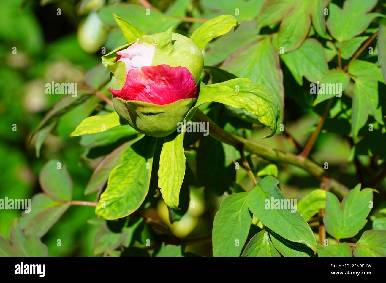 Pink tree peony flower bud on the bush Stock Photo - Alamy