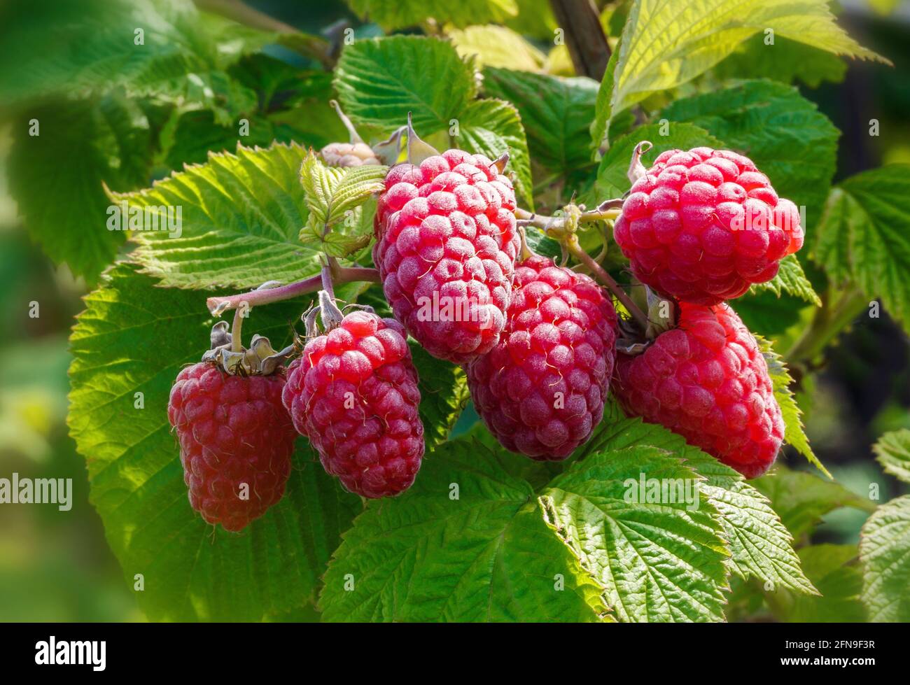 Ripe raspberry in the fruit garden. Growing Organic Berries closeup. Stock Photo