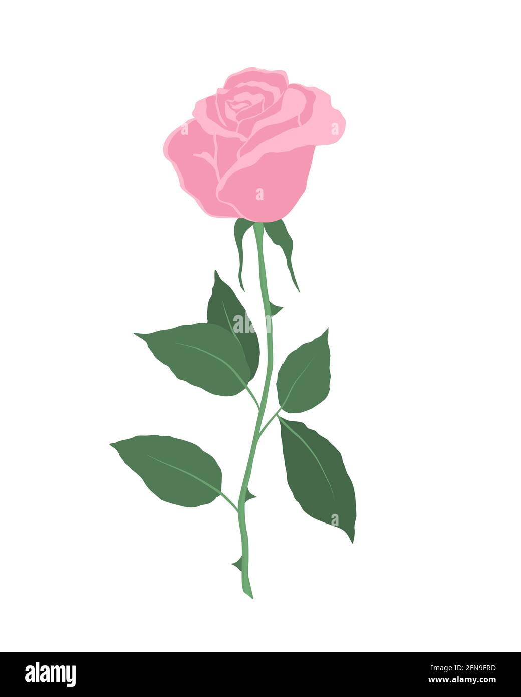 Pink rose with green leaves on a white background. Summer flowers ...