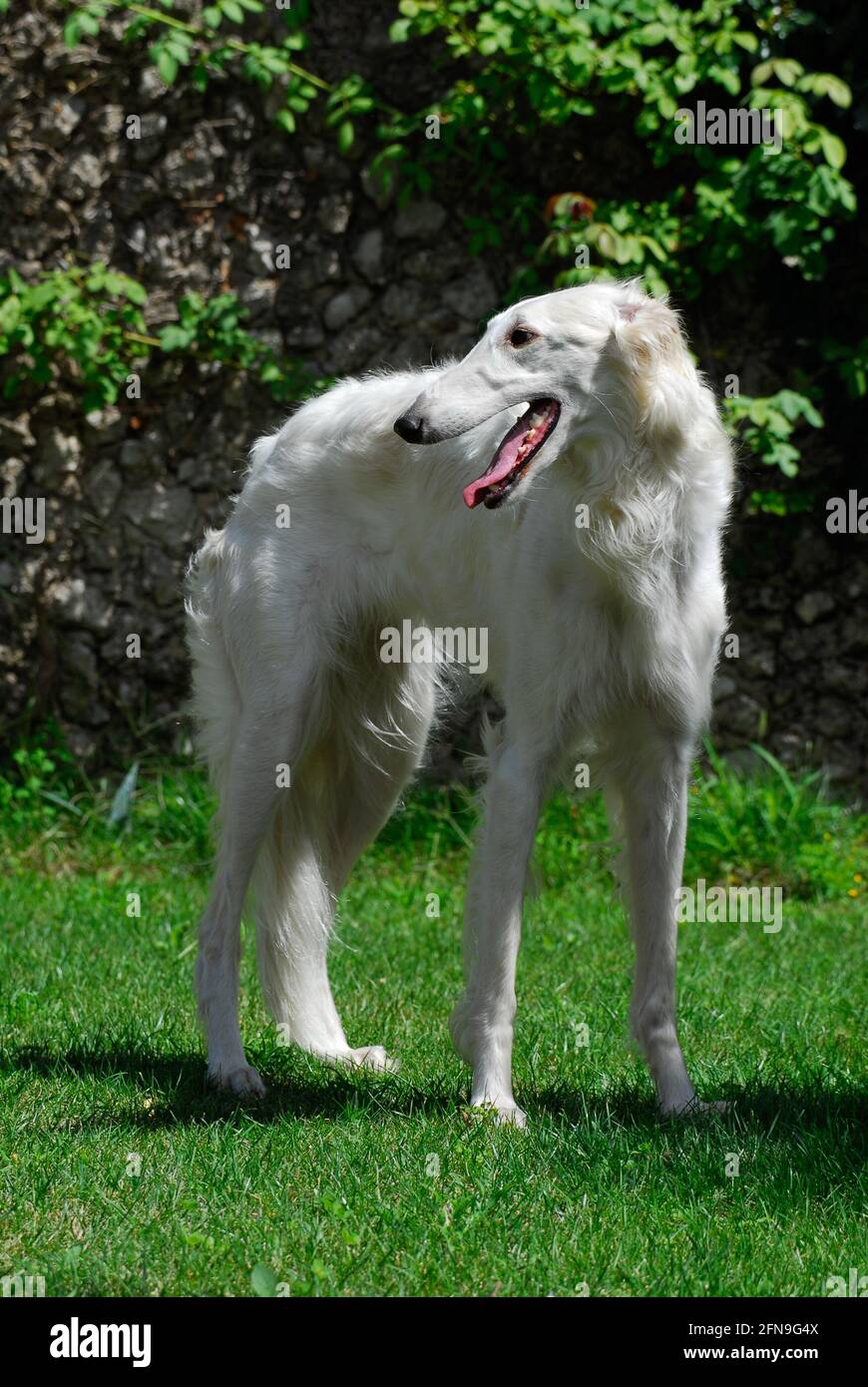 Levriero Russo, big white dog Stock Photo