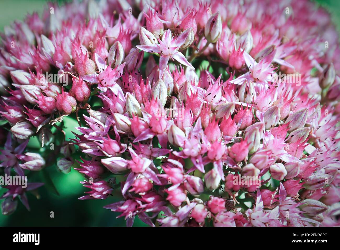 Closeup background of delicate flowers on a sedum Stock Photo