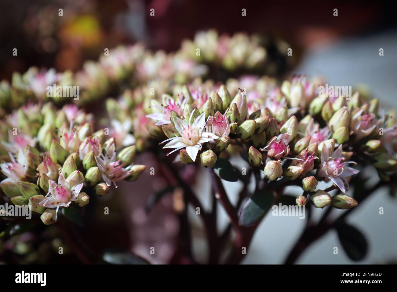 White and pink flower clusters in spring Stock Photo
