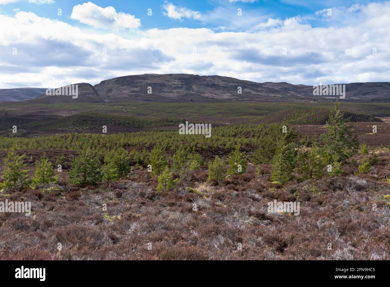 dh Forest nursery CAIRNGROMS INVERNESS-SHIRE Scottish newly planted fir trees Scotland small tree uk forestry husbandry forests saplings planting Stock Photo