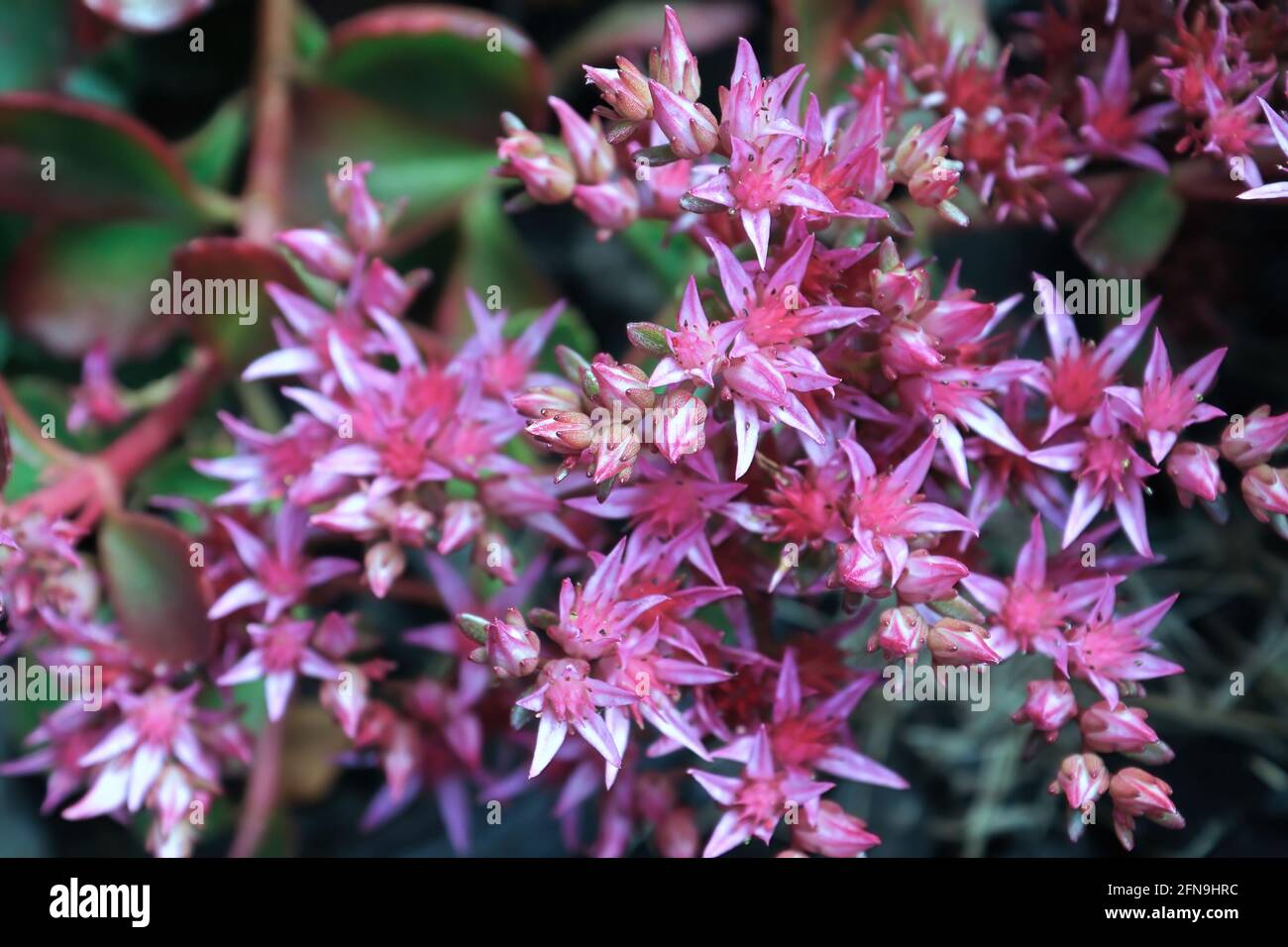 Closeup background of delicate flowers on a sedum Stock Photo