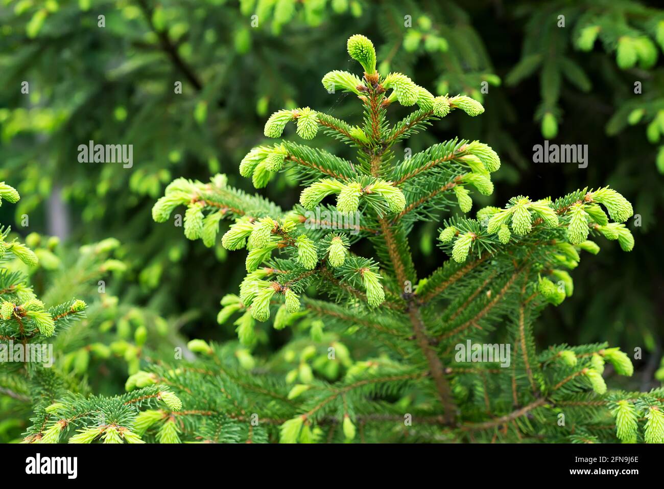 Fir bluish spruce Canadian, christmas spruce white - evergreen tree plant, species of the Pinaceae family. Light young shoots on dark green branches Stock Photo