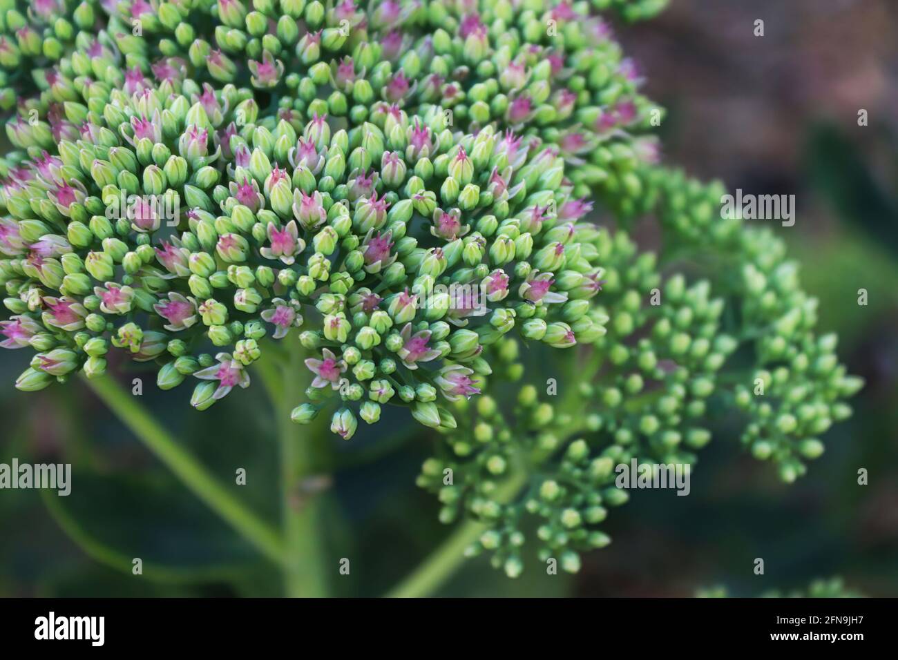 Closeup of tiny pink flowers opening on a sedum Stock Photo