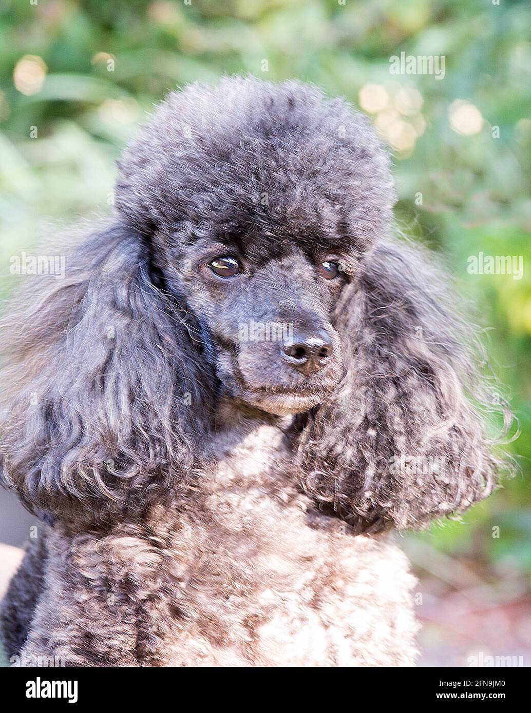 Miniature Poodle Stock Photo