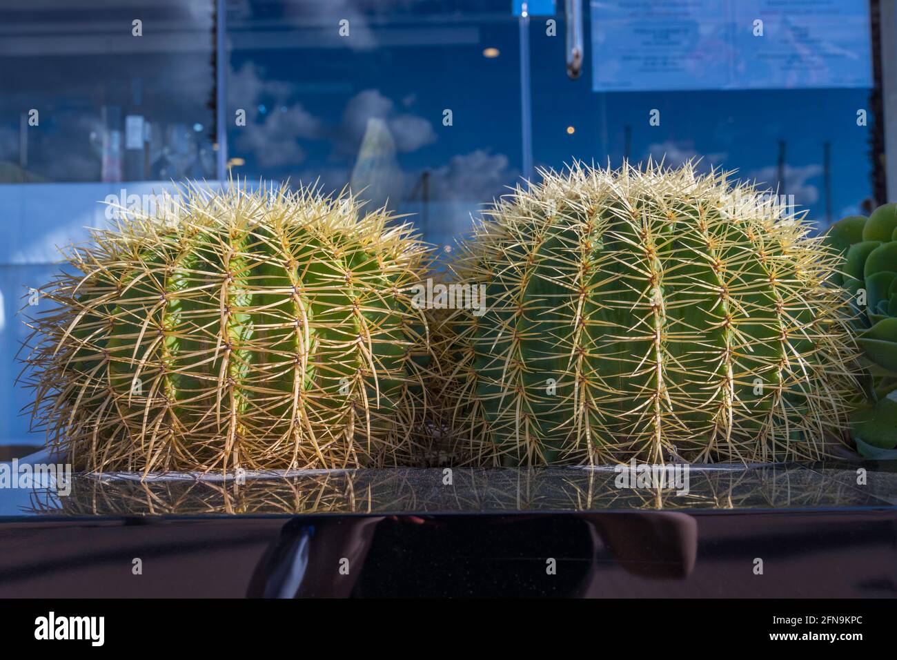 Cactus growing in the sun Stock Photo Alamy